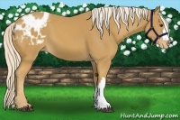 Horse Color:Palomino Appaloosa