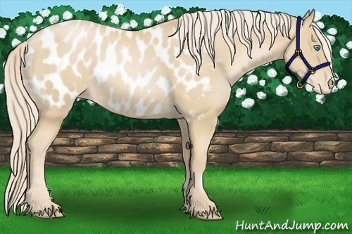 Horse Color:Palomino Pearl Appaloosa 