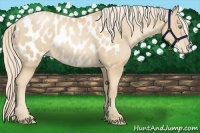 Horse Color:Palomino Pearl Appaloosa 