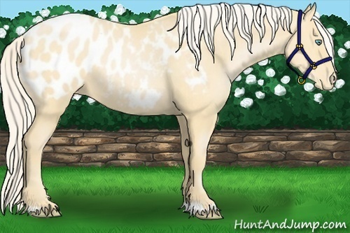 Horse Color:Palomino Pearl Appaloosa 