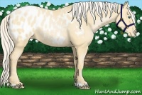 Horse Color:Palomino Pearl Appaloosa 