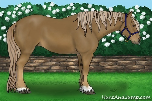 Horse Color:Chocolate Palomino 