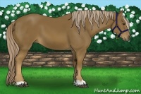 Horse Color:Chocolate Palomino