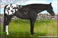Horse Color:Gray Smoky Black Appaloosa 