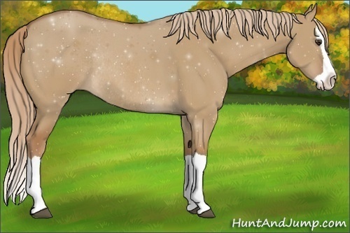 Horse Color:Red Dun Splash Rabicano