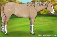 Horse Color:Red Dun Splash Rabicano