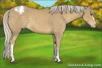 Horse Color:Palomino Varnish 