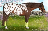 Horse Color:Liver Chestnut Appaloosa 
