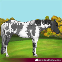 Horse Color:White Spotted Blue Roan 