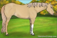 Horse Color:Palomino Dun 