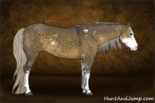 Horse Color:Silver Smoky Grullo Sabino 