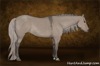Horse Color:Silver Grullo Sabino 