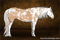 Horse Color:Silver Brown Dun Sabino 