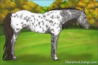 Horse Color:Smoky Black Ice Appaloosa