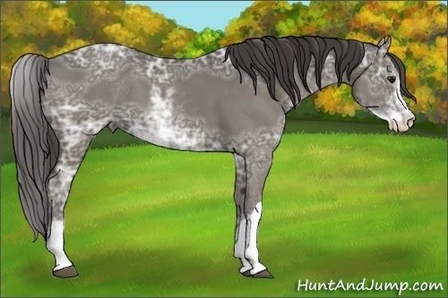 Horse Color:Smoky Black Ice Sabino 