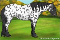 Horse Color:Blue Roan Appaloosa 