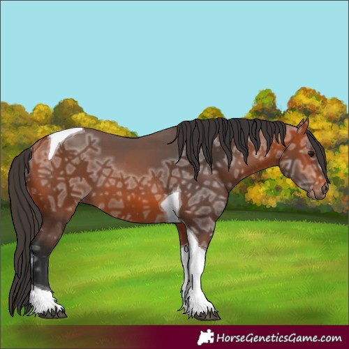Horse Color:Bay Ice Tobiano