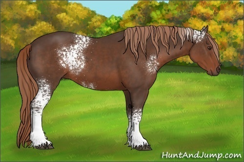 Horse Color:White Spotted Liver Chestnut