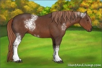 Horse Color:White Spotted Liver Chestnut 