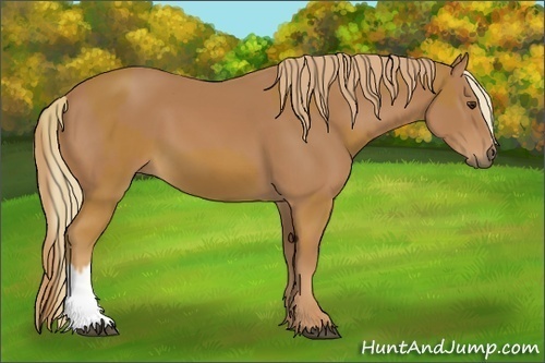 Horse Color:Chestnut  and Chestnut 