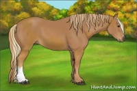 Horse Color:Chestnut  and Chestnut 