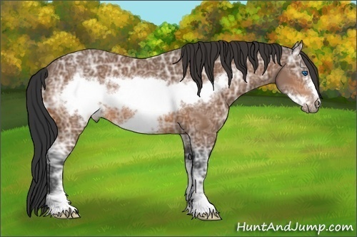 Horse Color:Bay Ice Sabino Frame