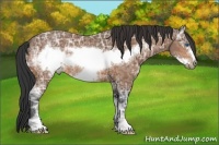 Horse Color:Bay Ice Sabino Frame 