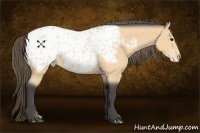 Horse Color:Buckskin Appaloosa