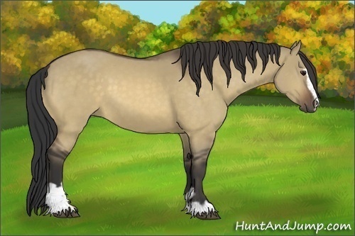 Horse Color:Buckskin Dun Sabino 
