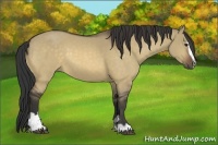 Horse Color:Buckskin Dun Sabino 