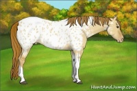 Horse Color:Red Dun Tobiano Appaloosa Rabicano