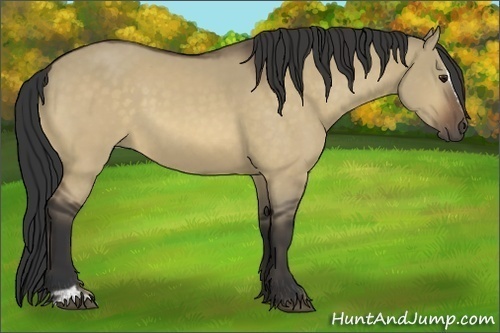Horse Color:Buckskin Dun Sabino