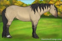 Horse Color:Buckskin Dun Sabino 
