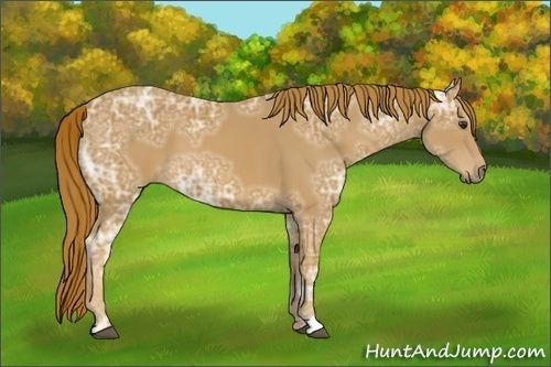 Horse Color:Chestnut Ice 