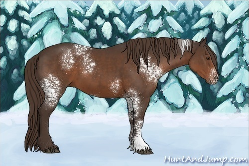 Horse Color:White Spotted Liver Chestnut 
