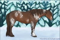 Horse Color:White Spotted Liver Chestnut 