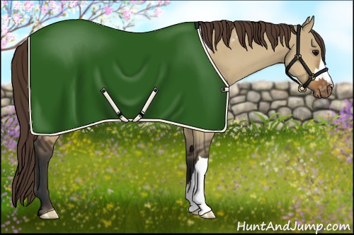 Horse Color:Bay Dun Blanket 