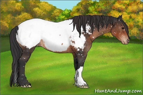 Horse Color:Brown Appaloosa 