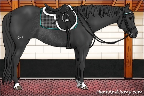 Horse Color:Black Rabicano 