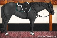 Horse Color:Black Rabicano