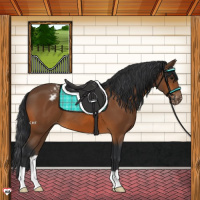 Horse Color:Bay Appaloosa