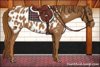 Horse Color:Chestnut Appaloosa 