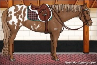 Horse Color:Chestnut Appaloosa