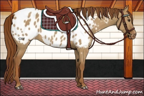 Horse Color:Red Dun Blanket 