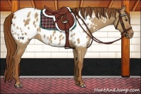 Horse Color:Red Dun Appaloosa 