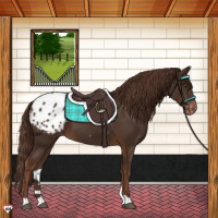 Horse Color:Liver Chestnut Appaloosa 