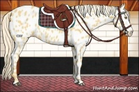 Horse Color:Palomino Appaloosa