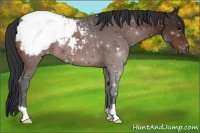Horse Color:Brown Appaloosa 