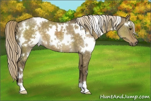 Horse Color:White Spotted Chocolate Palomino Dun 