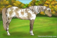 Horse Color:White Spotted Chocolate Palomino Dun 